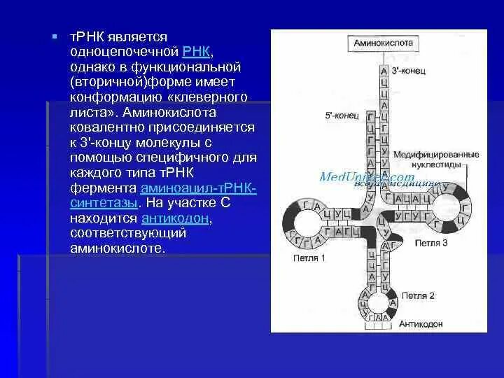 ТРНК. Т РНК строение. Т РНК В форме Клеверного листа. ТРНК имеет форму Клеверного листа..