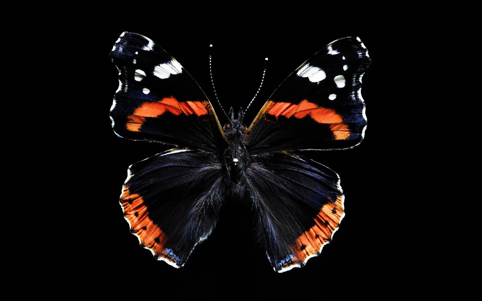Олимпиус Инферно бабочка. Красивые бабочки на черном фоне. Бабочка на темном фоне. Обои с бабочками. Красивая заставка бабочки