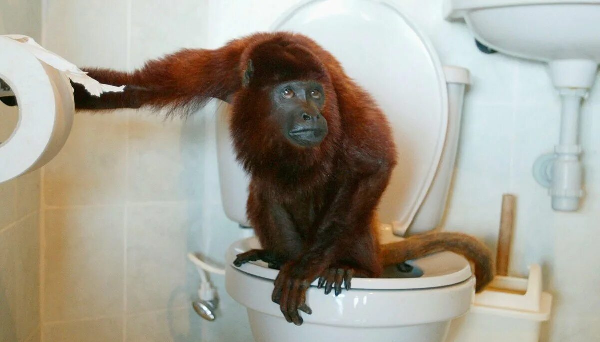 Какашки обезьян. Обезьянка в ванной. Обезьяна в ванне. Обезьяна в квартире.