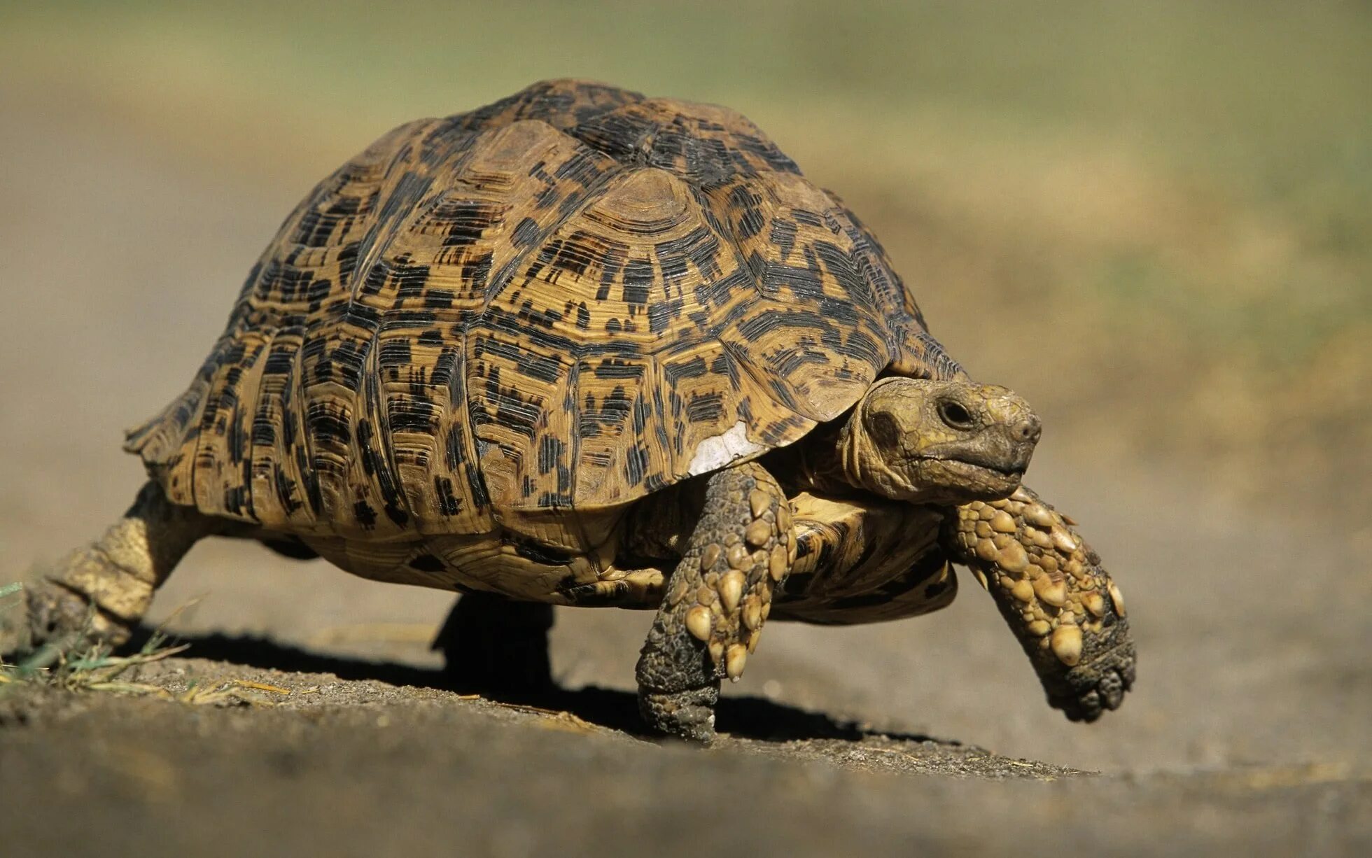Пустынную черепахи Гофер. Идиоадаптация Среднеазиатская черепаха. Черепаха Среднеазиатская лапы. Сухопутная сухопутная черепаха. Черепахи быстро бегают
