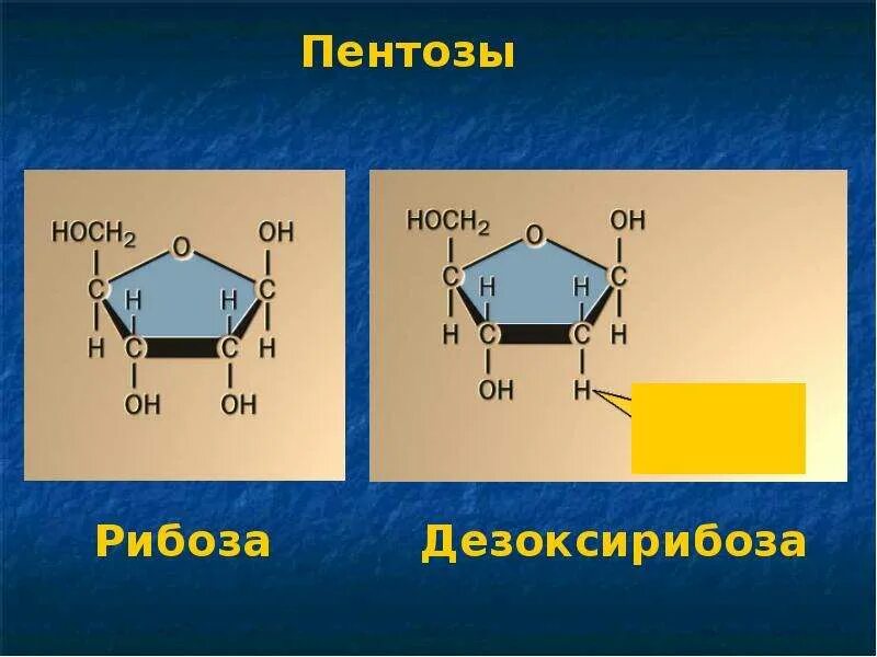 Биологическая роль рибозы. Циклические формы рибозы и дезоксирибозы. Строение рибозы и дезоксирибозы. Циклическая дезоксирибоза. 2 Дезоксирибоза.