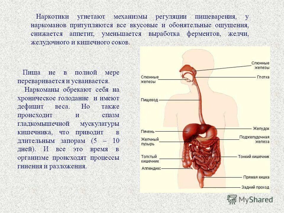 Воздействие на пищеварительную систему. Наркотики угнетают механизмы регуляции пищеварения. Как наркотики влияют на пищеварительную систему. Влияние наркотиков на пищеварение.