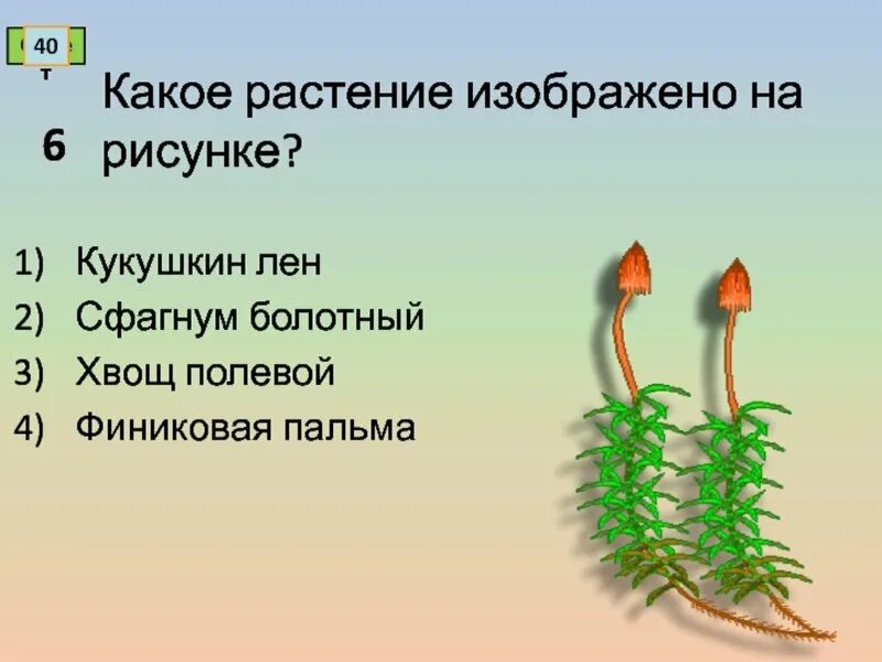 Строение мха Кукушкин лен рисунок. Кукушкин лен раздельнополое растение. Внешнее строение мха Кукушкин лен. Классификация мха Кукушкин лен.