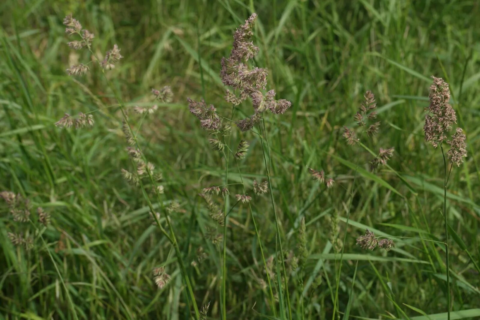 Луговой сорняк. Трава ежа сборная. Ежа сборная (Dactylis glomerata) "variegata" семена. – Ежа сборная Dáctylis glomeráta. Кормовая культура ежа.