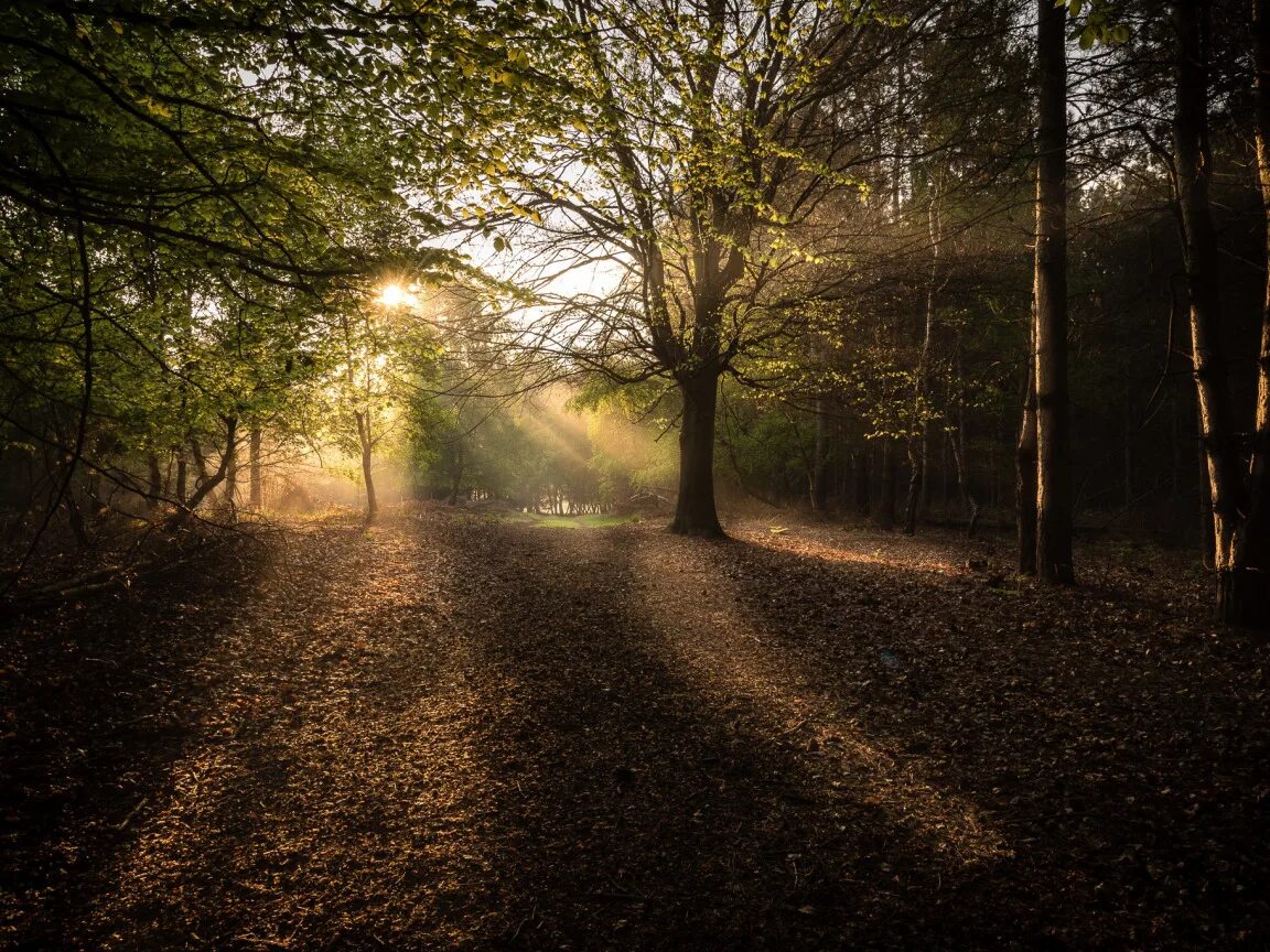 Morning rays. Лучи солнца. Солнце после дождя. Утренняя тайга. Morning rays.