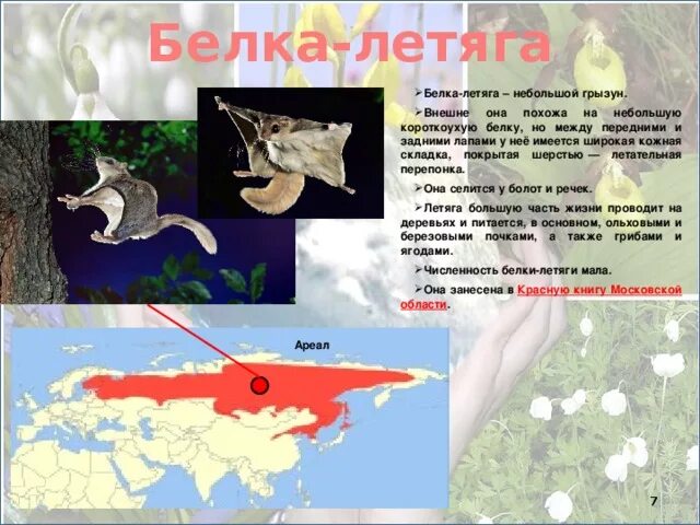 Где живет белка в какой зоне. Ареал обитания белки летяги. Белка летяга красная книга России. Белка летяга место обитания регионы России. Обыкновенная летяга ареал обитания.