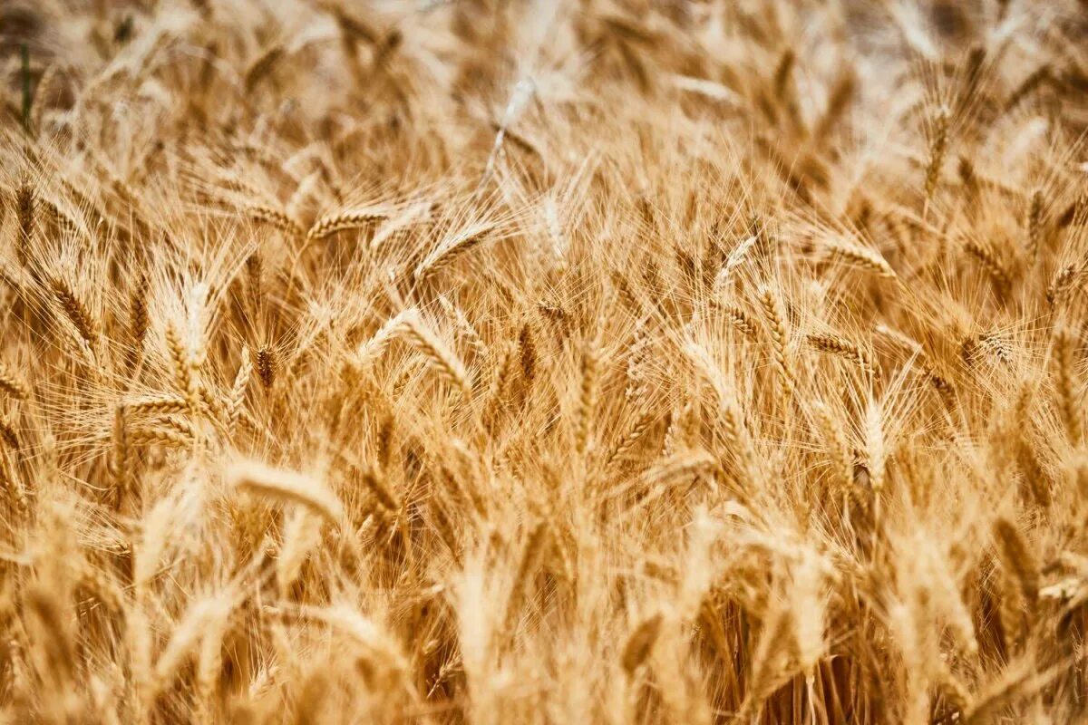 Отличные пшеничные. Пшеница текстура. Пшеница сверху. Пшеничное поле сверху. Пшеница зерно текстура.