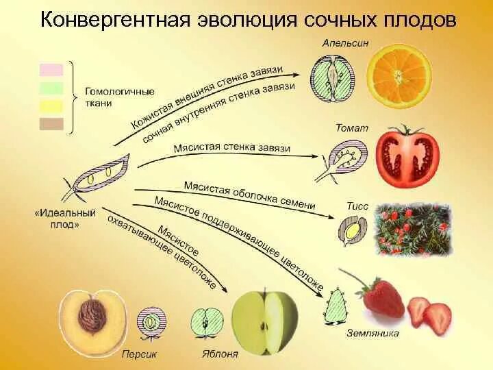 Установите последовательность появление плодов. Эволюция плодов. Конвергентная Эволюция примеры. Примеры конвергентной эволюции в биологии. Конвергентная форма эволюции пример.