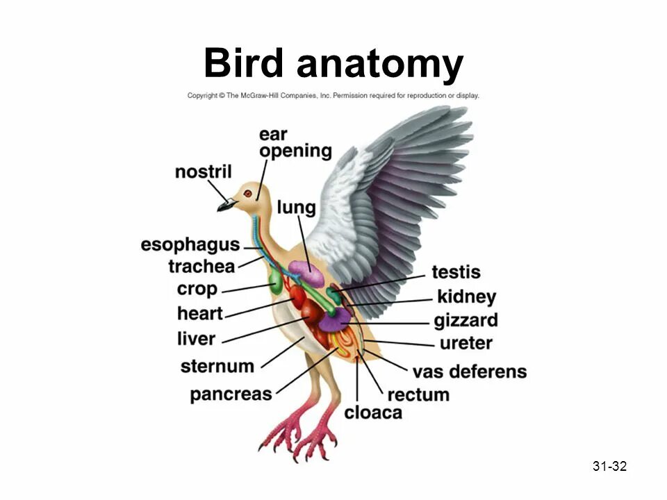 Анатомия птиц. Structure of the Bird. Internal structure of Birds. Мышцы птиц.