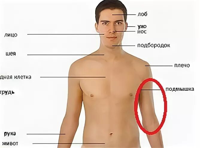 плечом называется. мышцы плеча и плечевого пояса предплечья. плечом называется. плечом называется. где находится плечо у человека.