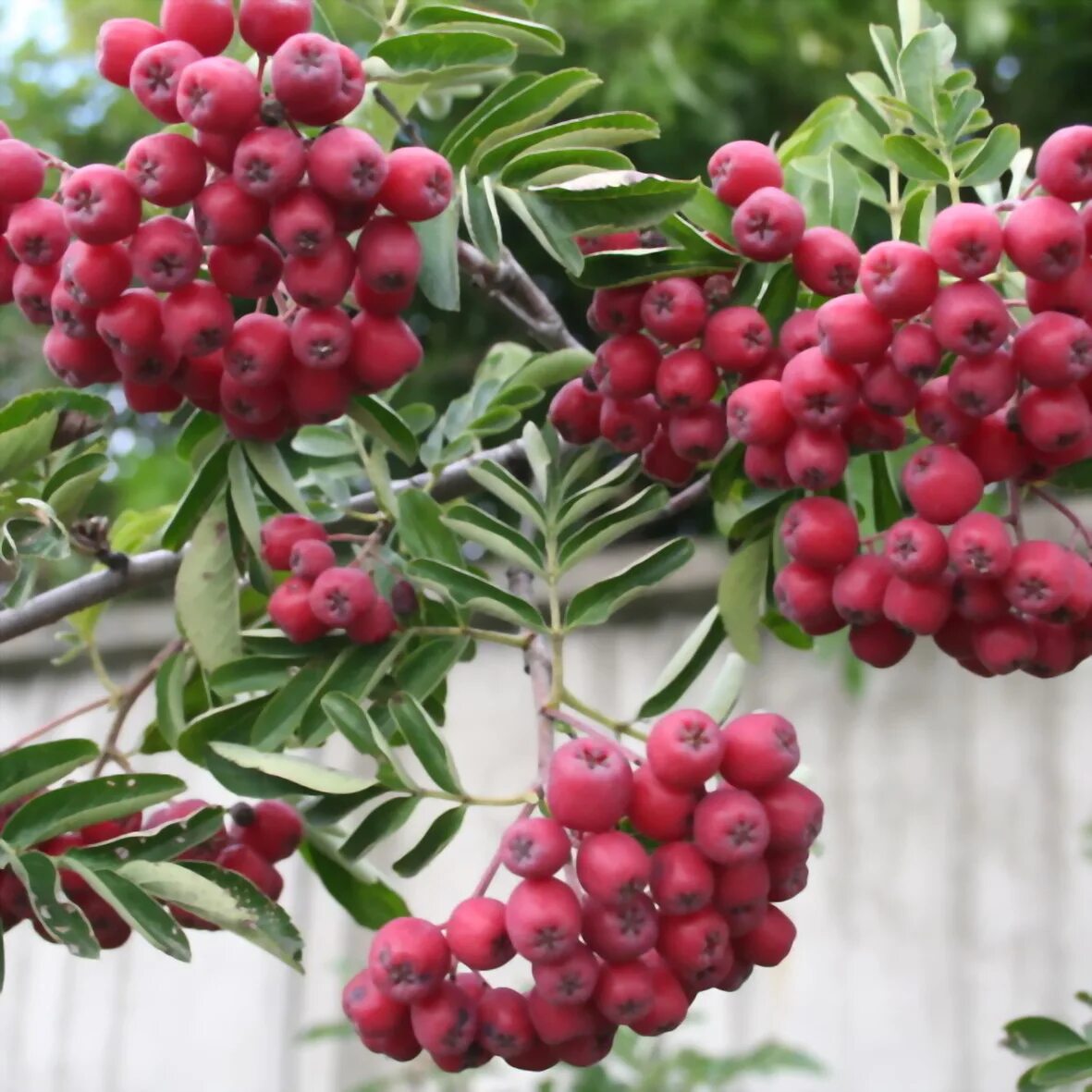 Рябина бурка. Рябина Титан Гранатная. Рябина "Титан" Sorbus aucuparia 'Titan'. Рябина обыкновенная ликерная. Рябина обыкновенная Титан.