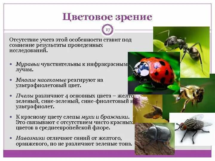 Как животные определяют время. Цветовое зрение насекомых. ориентация насекомых в пространстве. цветовое зрение у животных. животные ориентируются в пространстве.