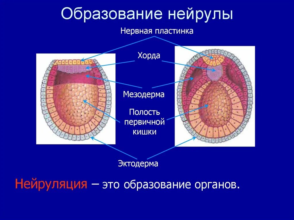 Из мезодермы образуются системы