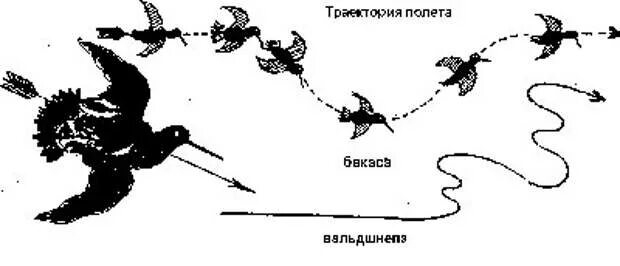 Летает схема. Траектория полета птиц. траектория полёта бекаса. стрельба по вальдшнепу схема. траектории стрельбы по птице.