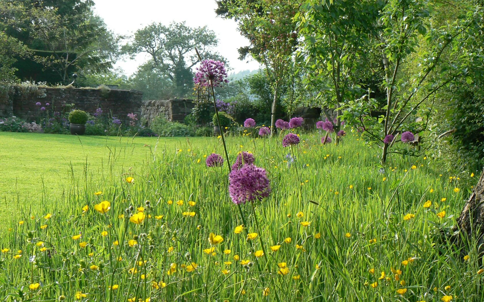 луг лужайка. низкорослый мавританский луговой газон. трава и небо. мавританский газон тимирязевка. низкорослый мавританский луговой газон.
