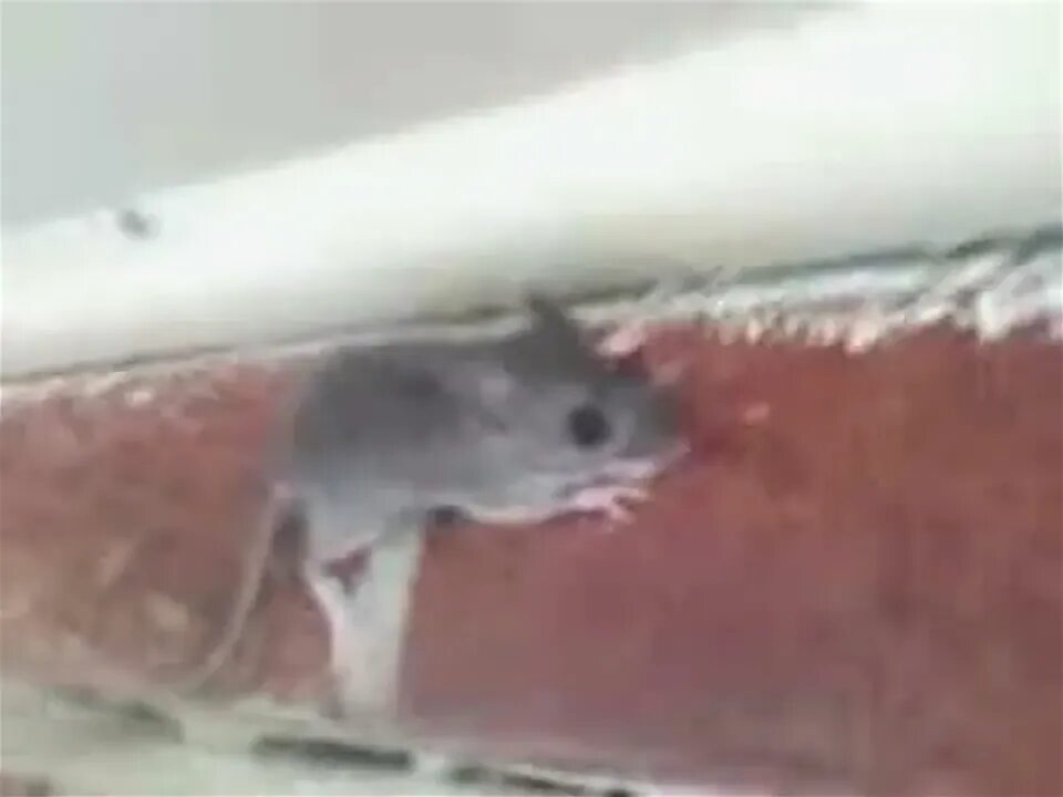 A mouse can climb. A mouse can climb