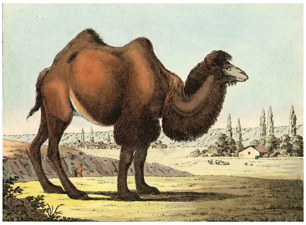 стих про верблюда. предложение про верблюда. интересные факты о верблюдах. одногорбый верблюд обитает в австралии. интересные факты о верблюдах.