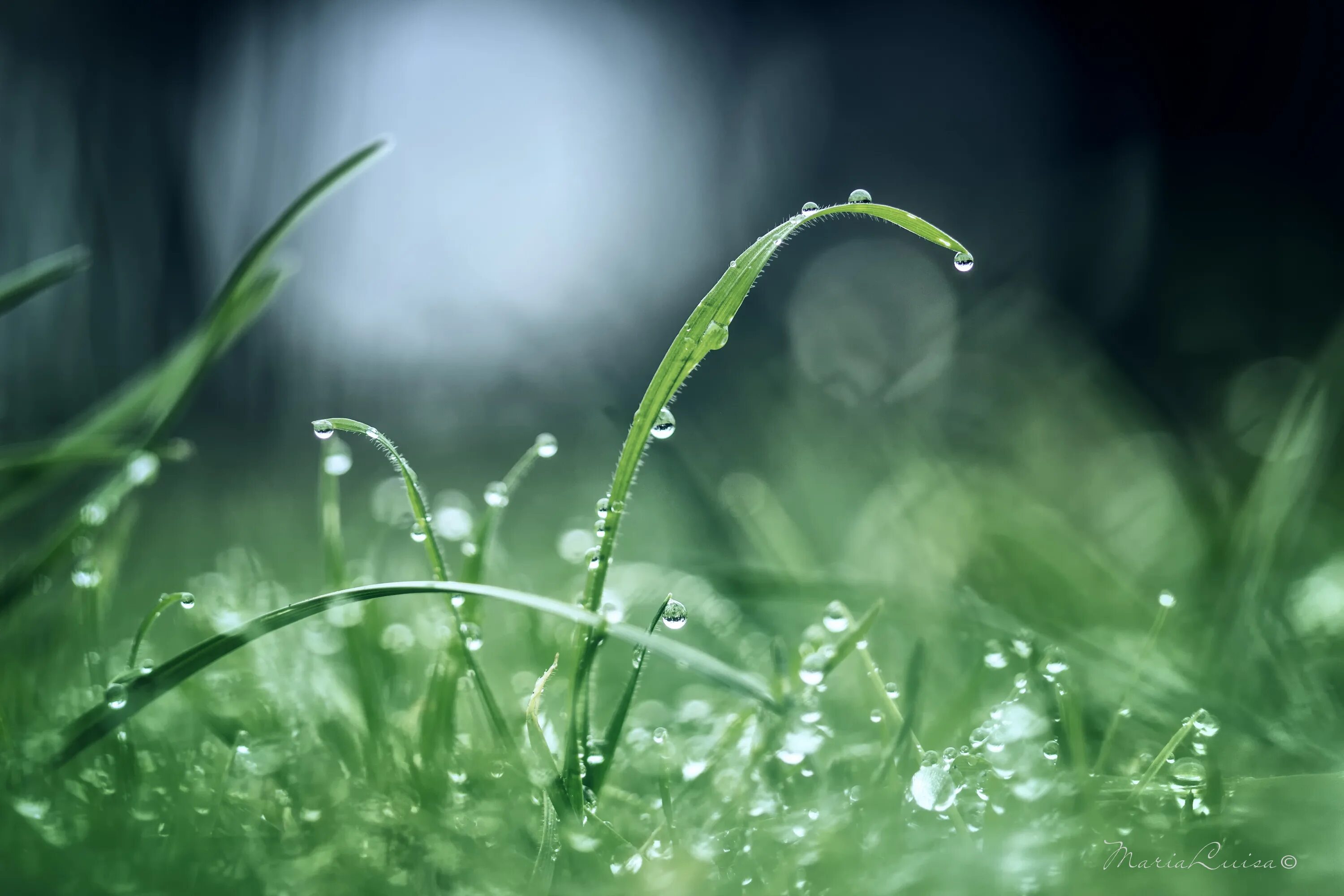 Трава омытая дождем. Роса на траве. Природа после дождя. Трава после дождя. Утренняя роса на траве.