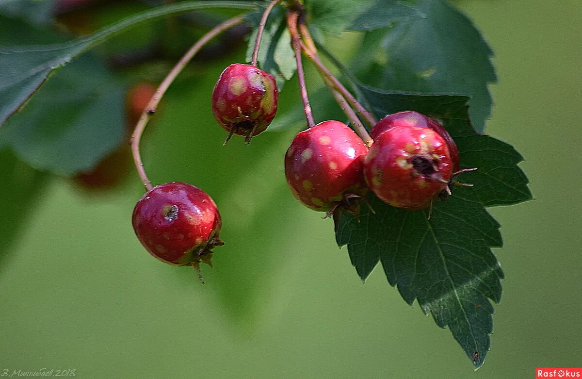 сбор плодов боярышника. боярышник огни мичуринска. боярышник зангезурский. боярышник древовидный. боярка ягода от давления.