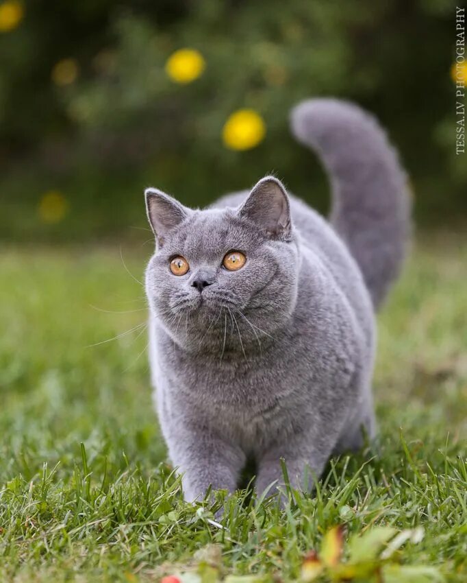 Фотографии кошки британской породы. Британская короткошёрстная кошка. Полубританская кошка короткошерстная. Британская короткошёрстная British Shorthair. Британская кошка короткошерстная серая.