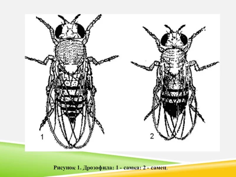 Дрозофила рисунок. Самка и самец дрозофилы рисунок. Самка и самец дрозофилы. Половой диморфизм Drosophila melanogaster.
