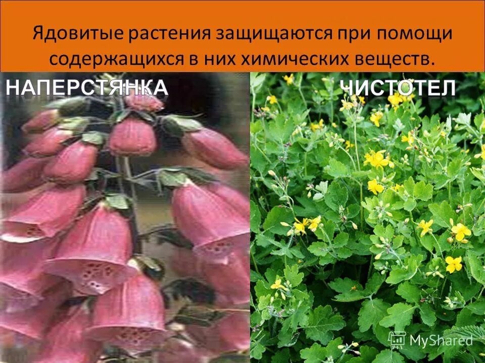 пассивная защита растений. средства защиты растений от вредителей. органы защиты растений. примеры защиты у животных и растений к неблагоприятным условиям. органы защиты растений.