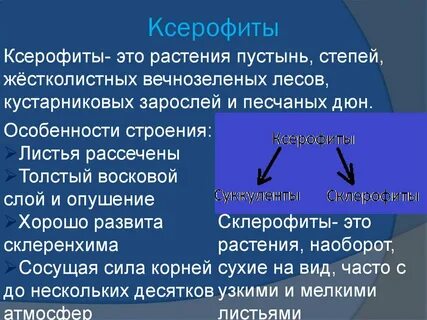 Ксерофиты особенности строения