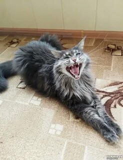 Собаки кун