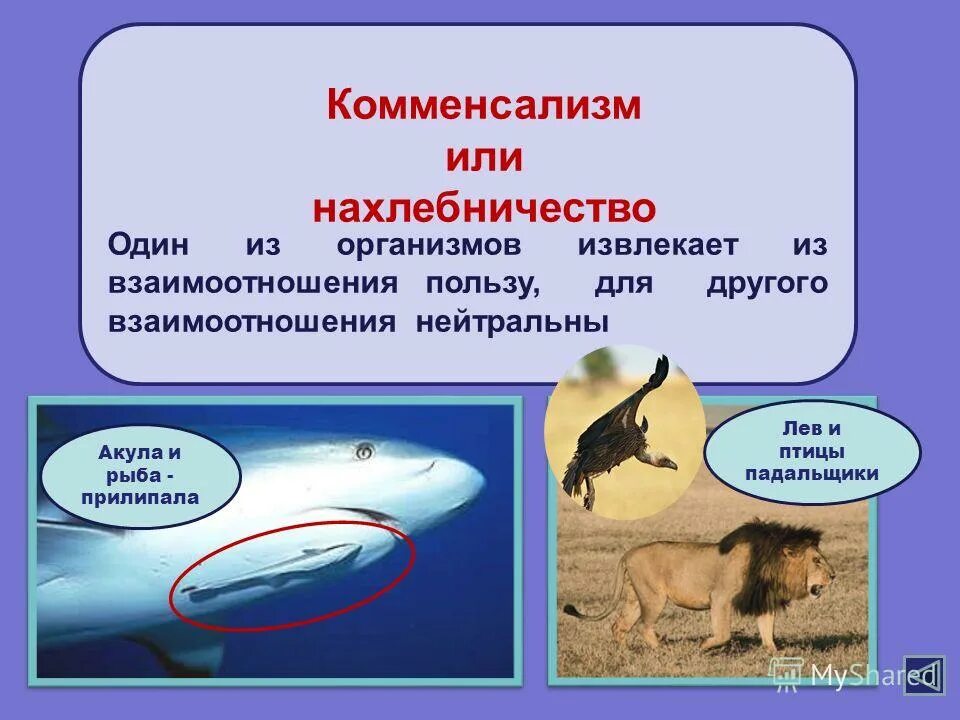 Биотические факторы хищничество. Среды обитанияобитания. Перечислите условия существования живых организмов в океане. Условия существования человека и других организмов. Абиотические факторы с'nj.