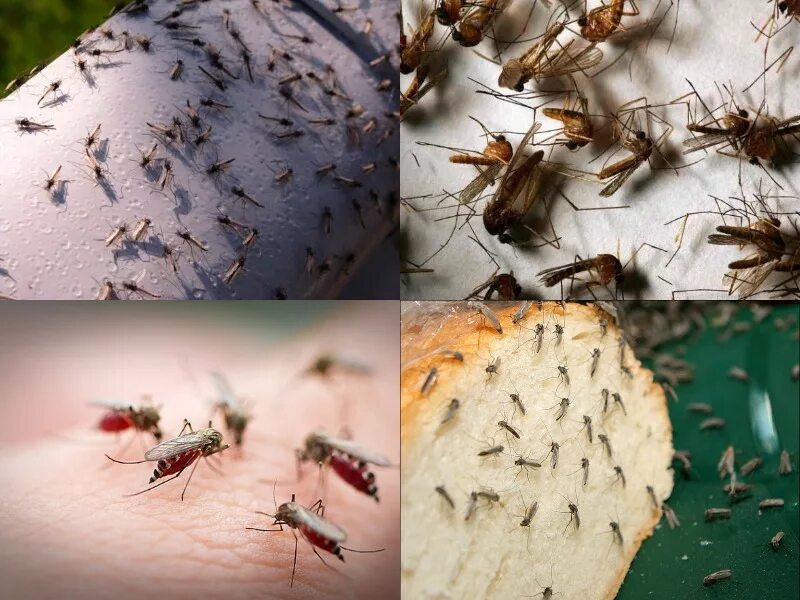 Сколько укусов комаров. Укусы москитов комаров мошек. Мошкара гнус. Гнус слепни комары мошки.