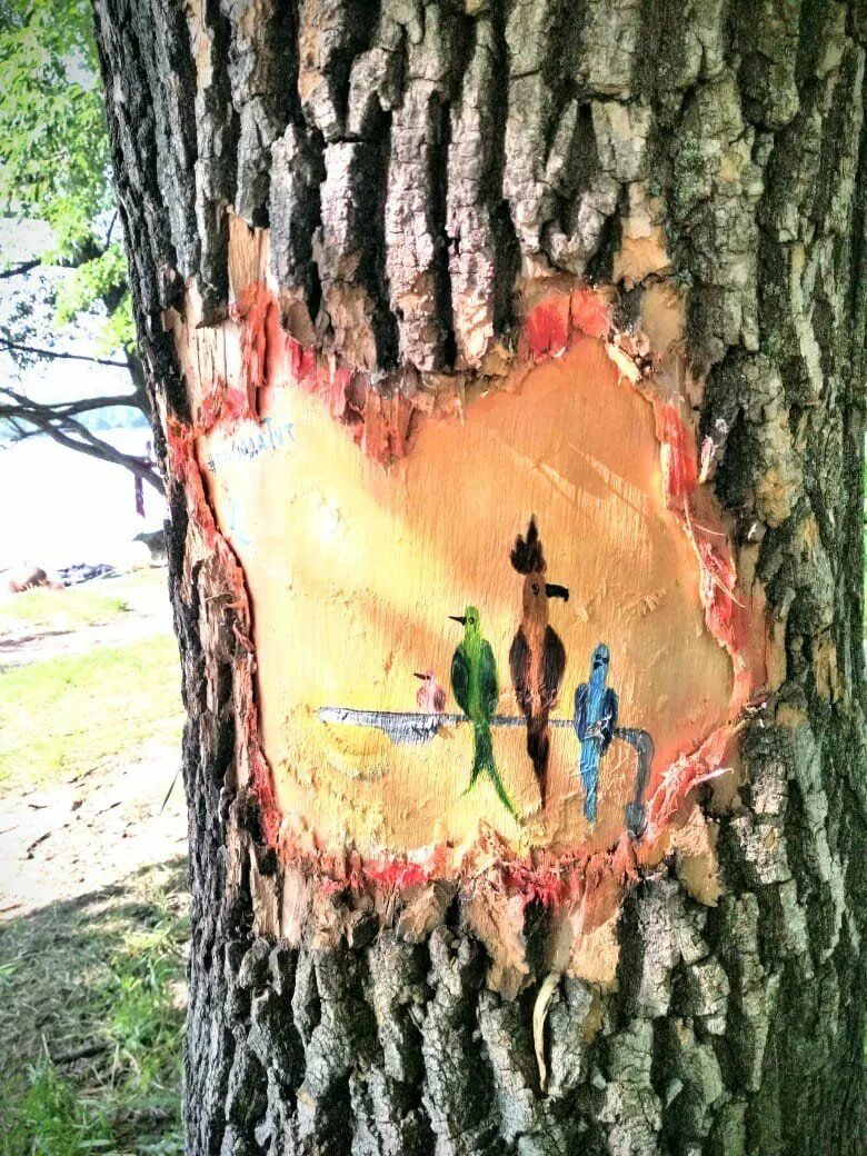 Почему на деревьях появляется. Разрисованные деревья. Разрисованные деревья в парке. Деревья в Измайловском парке. Рисунки на деревьях в парках.