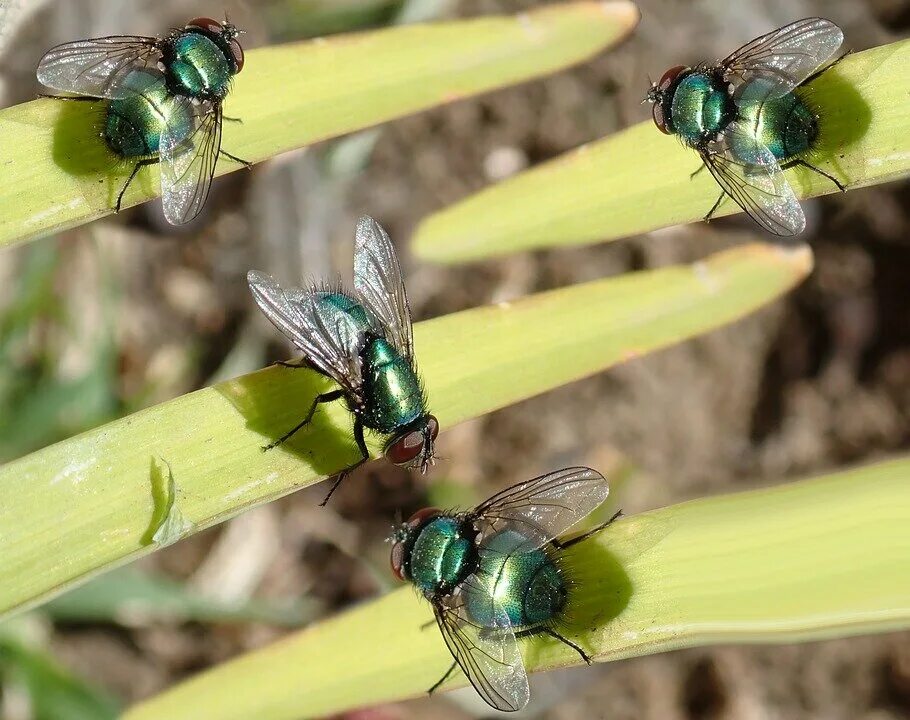 Что такое fly. Зеленая Муха. Зеленые летающие насекомые. Маленькие зелёные мушки. Салатовая Муха.