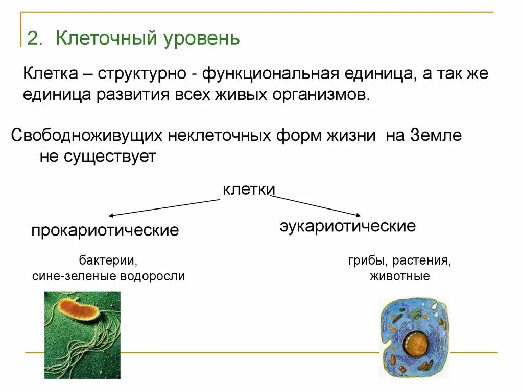 Клеточный уровень биология 9 класс. Уровни организации клетки. Уровни клеточной организации клетки. Клетка как структурная единица всех живых организмов.