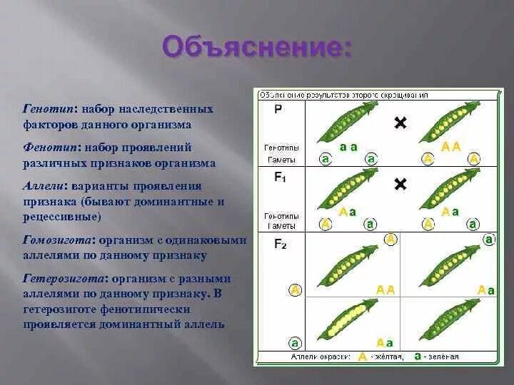 Популяция растений характеризующаяся сходным генотипом и фенотипом. Популяция растений характеризующаяся сходным генотипом и фенотипом