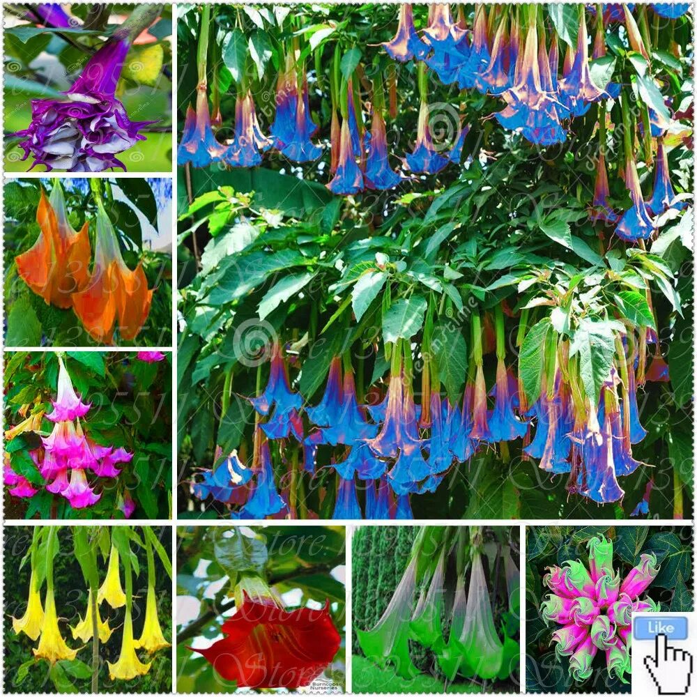 семена цветов почтой наложенным платежом недорого. семена цветов почтой наложенным платежом недорого. магазин семена почтой. семена цветов почтой наложенным платежом недорого. семена цветов почтой.