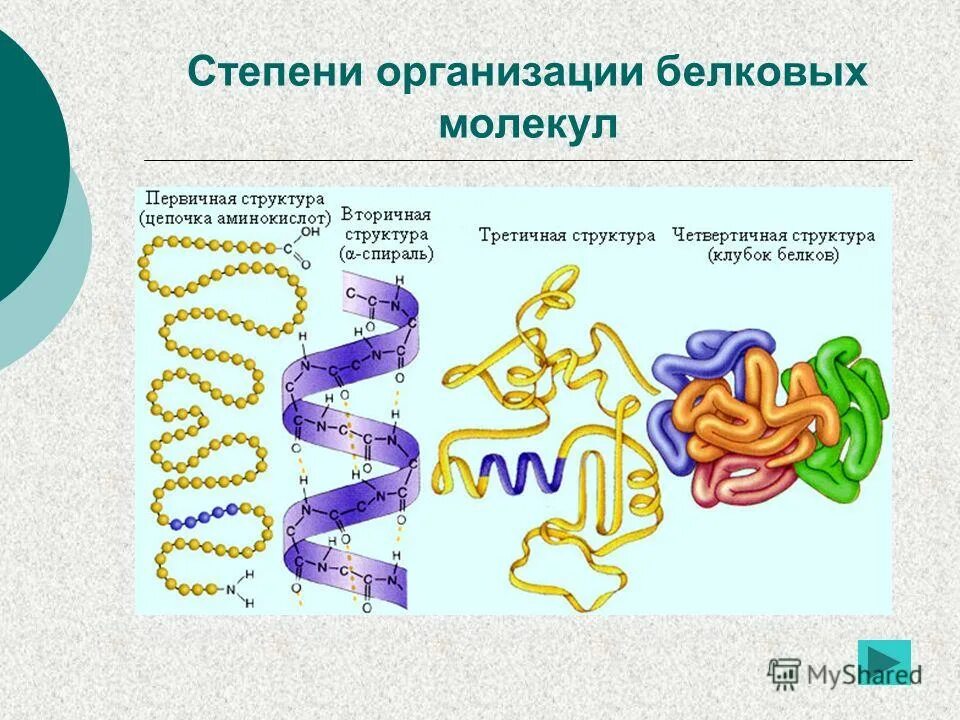 Уровни белковой молекулы. Пространственные структуры белковой молекулы. Стадии белковых молекул. Структура организации белковой молекулы. Подготовительный этап белков