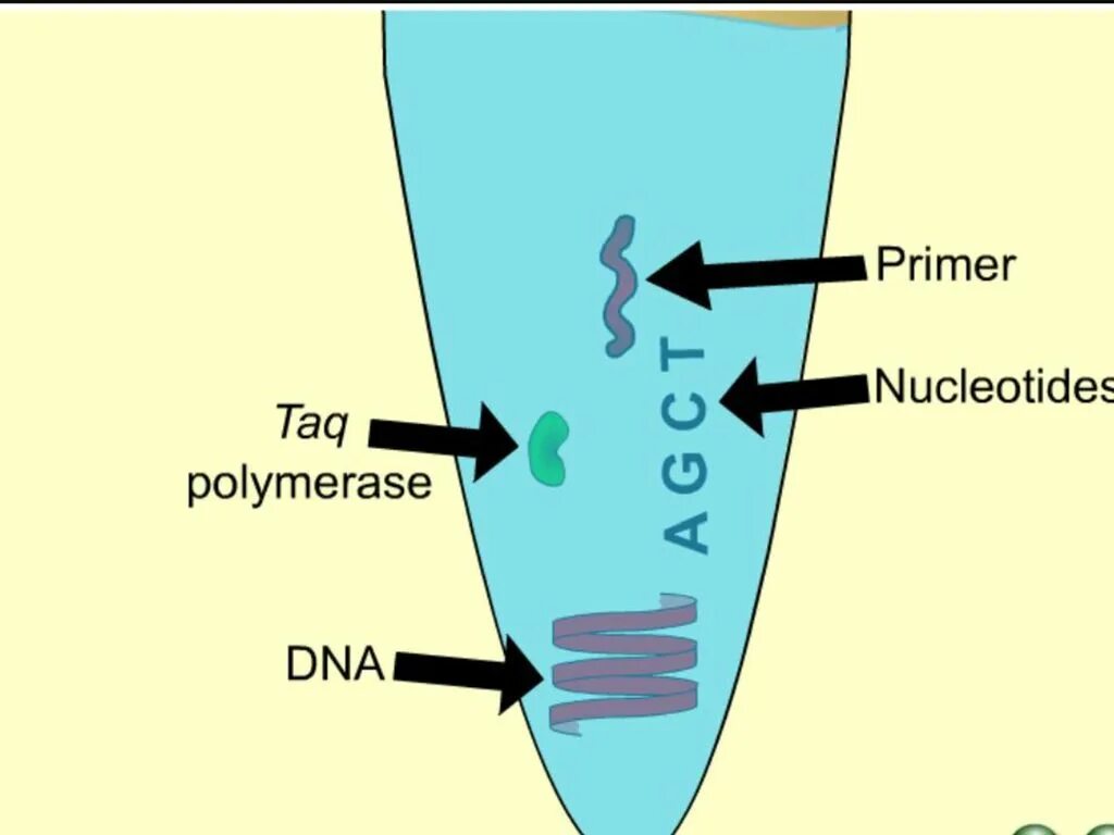 Праймер биология. Исходные компоненты ПЦР рисунок. Компоненты реакционной смеси для ПЦР рисунок. Polymerase Chain Reaction.