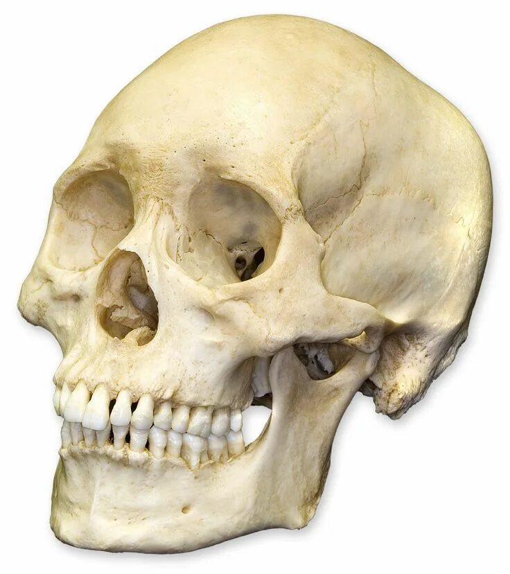 Skeleton face