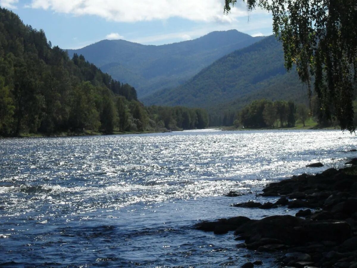 Чарыш. Чарыш горный алтай. Река чарыш горный алтай. Река чарыш алтайский край. Горный чарыш.
