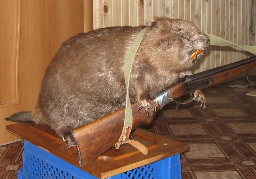 Рыжий бобер. Человек в образе бобра. Бобр речной обыкновенный. Выдра ондатра норка. Речной бобр.