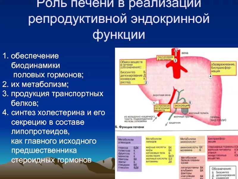 Печень вырабатывает гормоны