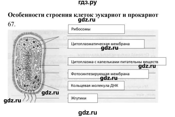 Ответы по биологии 9 пасечник. Гдз по биологии 9 класс Пасечник рабочая тетрадь. Гдз биология 9 класс Пасечник. Пасечник биология 9 класс 2020. Строение мембраны 9 класс Пасечник.