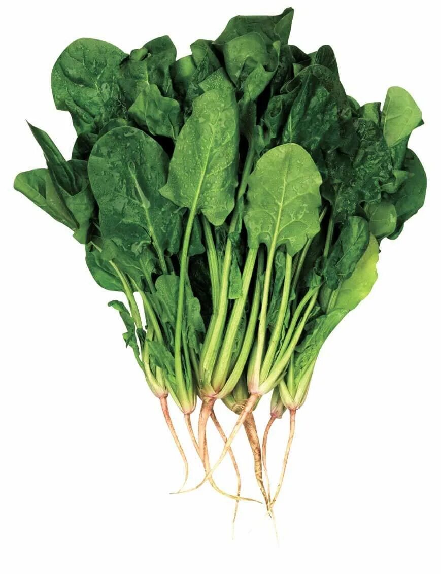 Съедобные растения листовое. Алафи исмалок. Щавель туполистный. Rumex obtusifolius. Зелень листья.