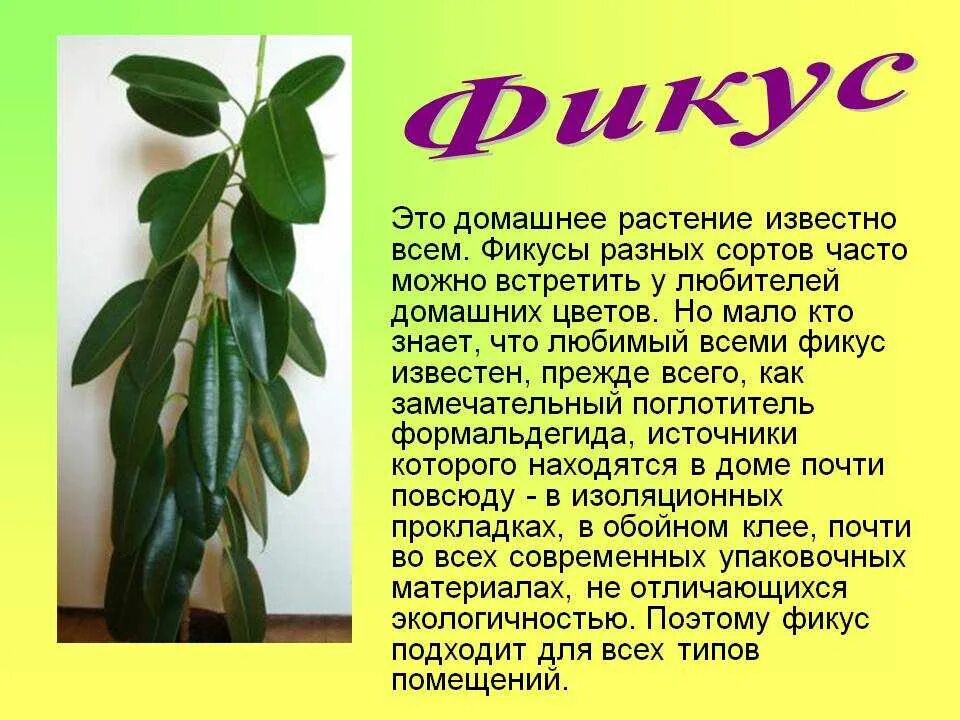 Что обозначает фикус. Фикус родина растения родина. родина растения фикус фикус. фикус родина растения 2. сообщение о цветке фикусе.