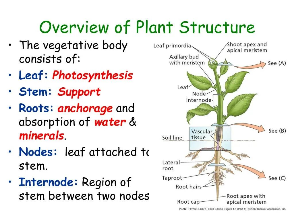 Functions of plants