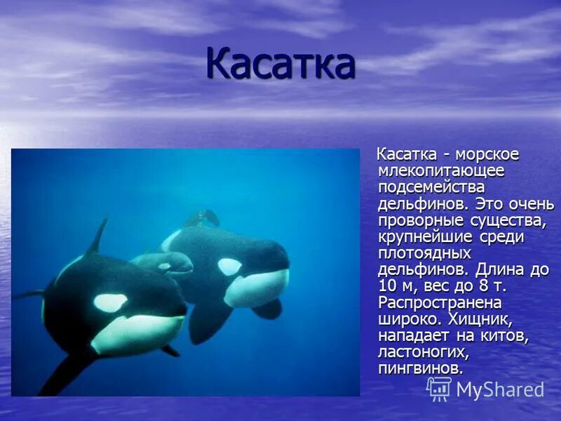 морские животные информация. обитатели океанов сообщение. обитатели океанов сообщение. сообщение об обитателе моря. морские обитатели описание.