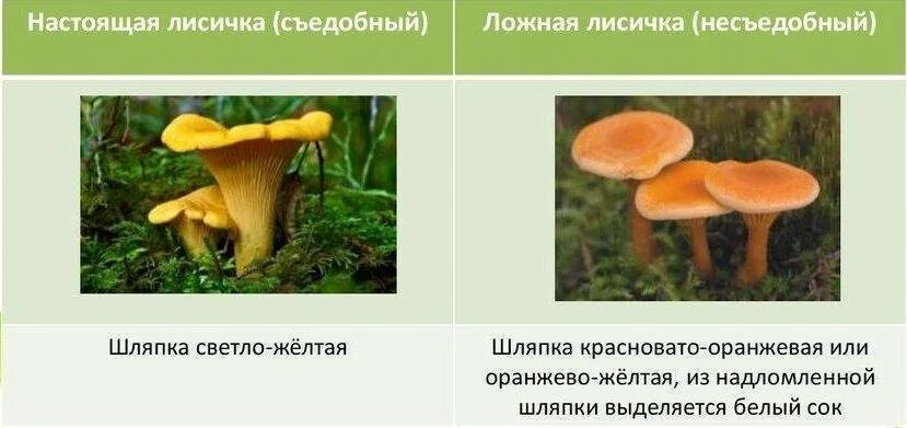 Определите тип питания рыжик настоящий береза белая