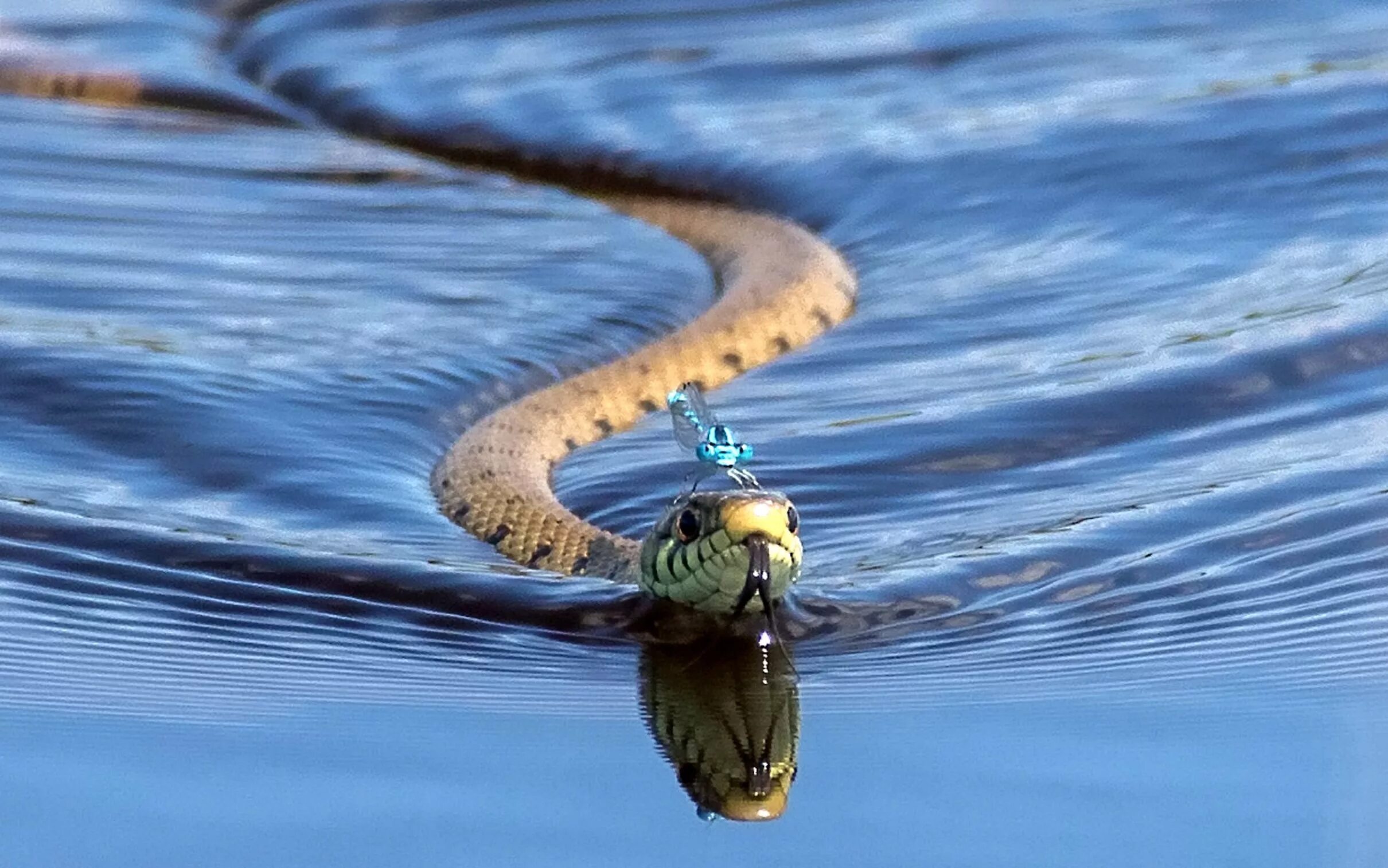 Уж обыкновенный плавает. Водные змеи. Змея плавает. Водоплавающие змеи.