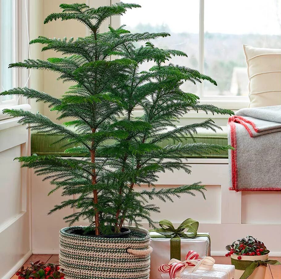 Вырастить ель дома в горшке. Вырастить ель дома в горшке. Пихта комнатная. Живая елка в горшке. Елка сосна в горшке.