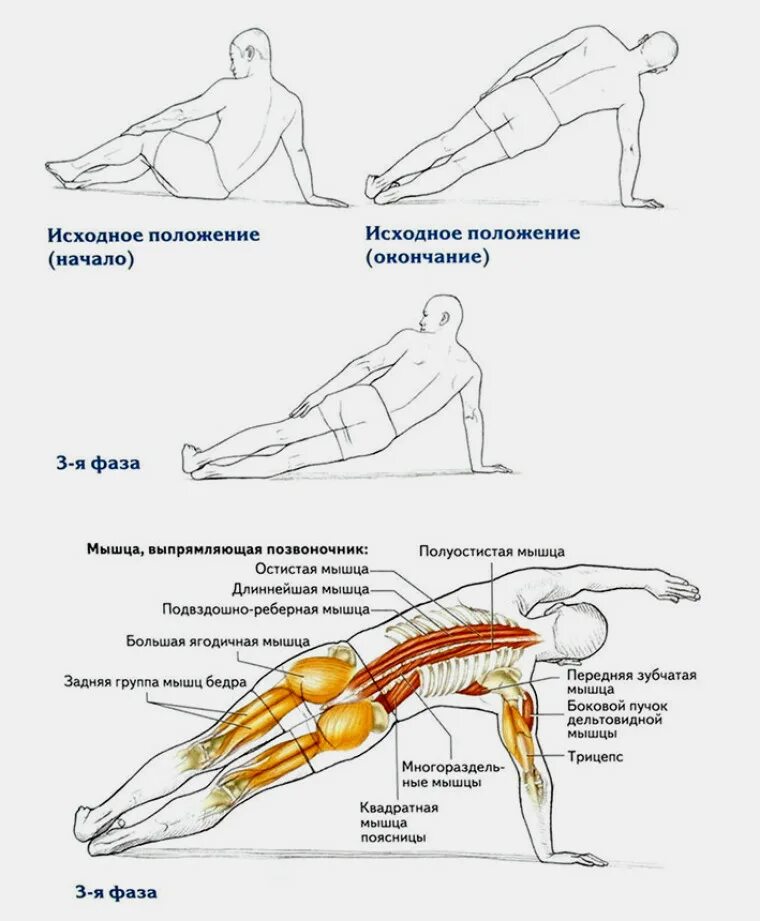 Квадратная мышца поясницы упражнения для укрепления. Упражнения на выпрямляющую позвоночник мышцу спины. Мышцы разгибатели позвоночника упражнения. Прокачка мышц выпрямляющих позвоночник.